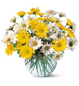Dashing Daisies in Midlothian TX, Growing Ideas