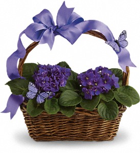 Violets And Butterflies in Midlothian TX, Growing Ideas