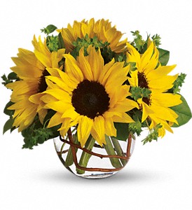 Sunny Sunflowers in Midlothian TX, Growing Ideas