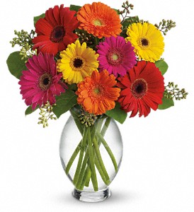 Teleflora's Gerbera Brights in Midlothian TX, Growing Ideas