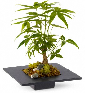 Money Tree in Midlothian TX, Growing Ideas