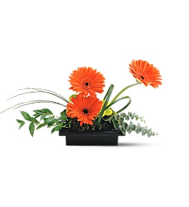 Teleflora's Zen Gerbera Bowl in Midlothian TX, Growing Ideas