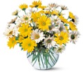 Dashing Daisies