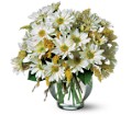 Daisy Cheer