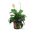 Small Spathiphyllum Plant