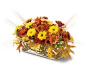 Autumn Fields in Midlothian�TX, Growing Ideas