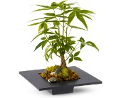 Money Tree in Midlothian�TX, Growing Ideas