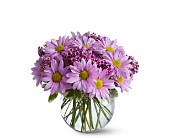 Delightfully Daisy in Midlothian�TX, Growing Ideas