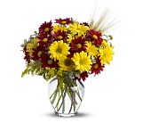 Fall for Daisies in Midlothian TX, Growing Ideas