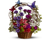 Dancing Butterflies in Midlothian�TX, Growing Ideas