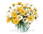 Dashing Daisies in Midlothian TX, Growing Ideas