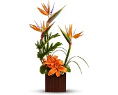 Teleflora's Bamboo Paradise in Midlothian�TX, Growing Ideas