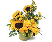 A Pot of Sunflowers in Midlothian TX, Growing Ideas