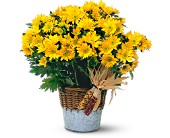 Harvest Yellow Daisy Plant in Midlothian�TX, Growing Ideas