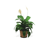 Small Spathiphyllum Plant in Midlothian TX, Growing Ideas