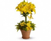 Yellow Fellow in Midlothian�TX, Growing Ideas