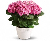Happy Hydrangea - Pink in Midlothian�TX, Growing Ideas