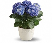 Happy Hydrangea - Blue in Midlothian�TX, Growing Ideas