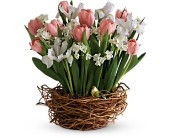 Tulip Song in Midlothian�TX, Growing Ideas