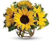 Sunny Sunflowers in Midlothian�TX, Growing Ideas