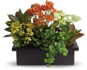 Stylish Plant Assortment in Midlothian�TX, Growing Ideas