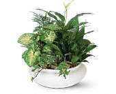 Medium Dish Garden in Midlothian, Texas, Growing Ideas
