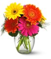 Teleflora�s Fiesta Gerbera Vase in Midlothian TX Growing Ideas