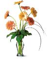 Grand Gerberas in Midlothian TX Growing Ideas