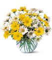 Dashing Daisies in Midlothian TX Growing Ideas