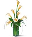 White Callas in Midlothian TX Growing Ideas