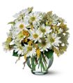Daisy Cheer in Midlothian TX Growing Ideas