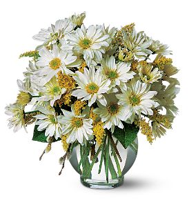 Growing Ideas, Midlothian, Texas - Daisy Cheer, picture