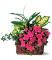 Azalea Attraction Garden Basket in Midlothian TX Growing Ideas