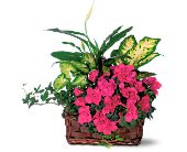 Growing Ideas, Midlothian, Texas - Azalea Attraction Garden Basket, picture