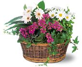 Growing Ideas, Midlothian, Texas - Traditional European Garden Basket, picture
