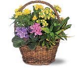 Growing Ideas, Midlothian, Texas - Petite European Basket, picture