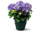 Growing Ideas, Midlothian, Texas - Blue Hydrangea, picture