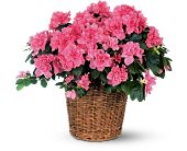 Growing Ideas, Midlothian, Texas - Pink Azalea, picture