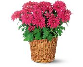 Growing Ideas, Midlothian, Texas - Purple Chrysanthemum, picture