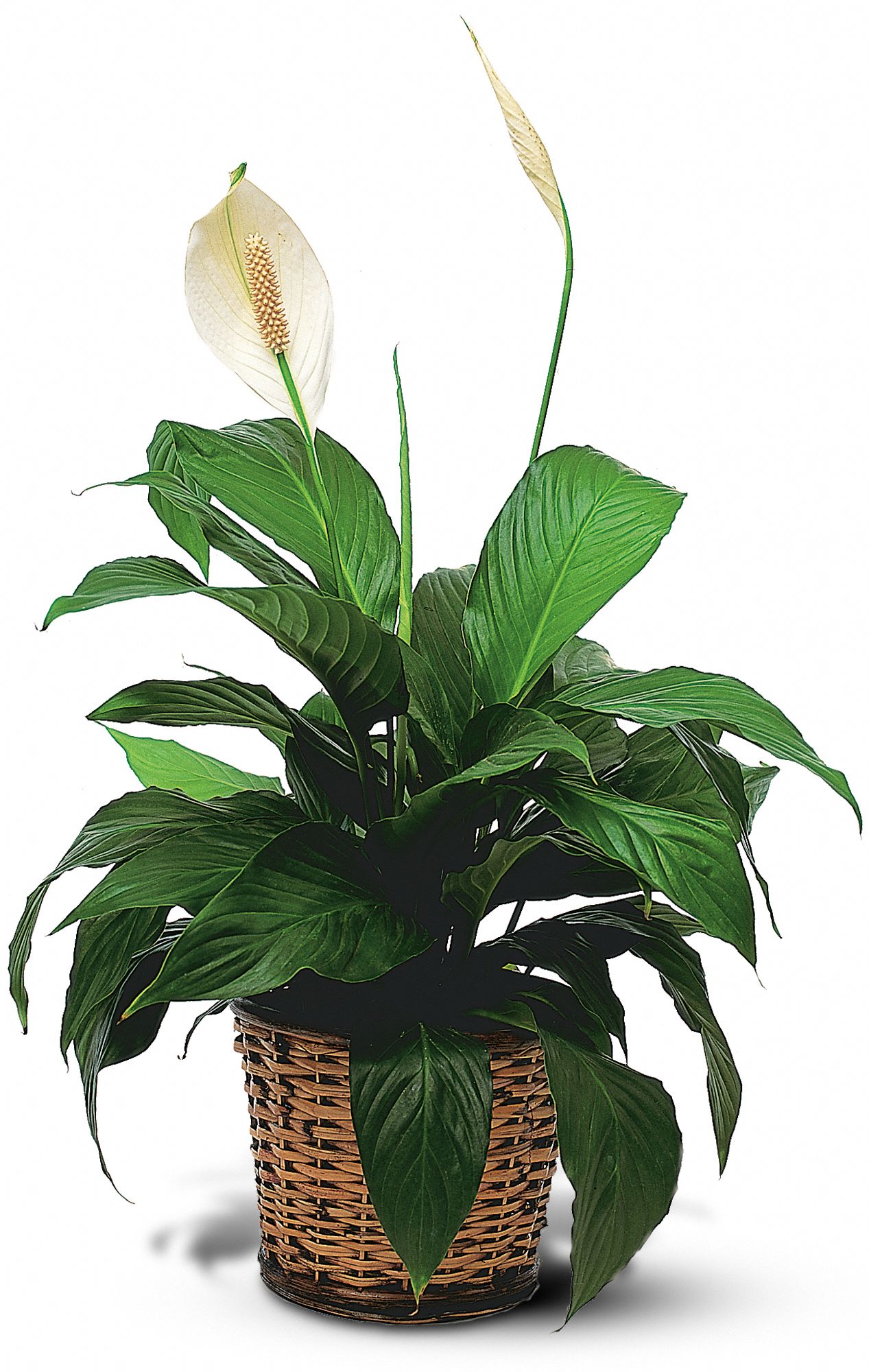 Small Spathiphyllum Plant in Midlothian TX Growing Ideas
