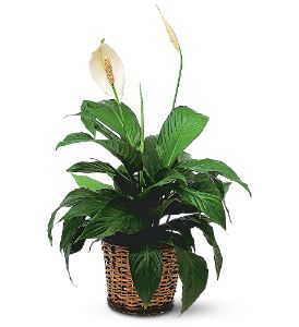 Growing Ideas, Midlothian, Texas - Small Spathiphyllum Plant, picture