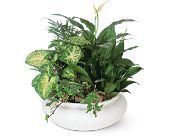 Growing Ideas, Midlothian, Texas - Medium Dish Garden, picture