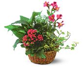 Growing Ideas, Midlothian, Texas - Dish Garden with Pinks, picture