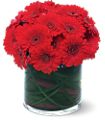 Red Gerbera Collection in Midlothian TX Growing Ideas