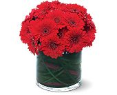 Growing Ideas, Midlothian, Texas - Red Gerbera Collection, picture