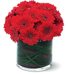 Growing Ideas, Midlothian, Texas - Red Gerbera Collection, picture