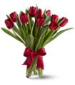 10 Tulips in Midlothian TX Growing Ideas