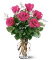 6 Hot Pink Roses in Midlothian TX Growing Ideas
